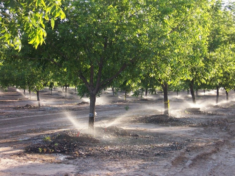 Pecan Orchard.watered-min